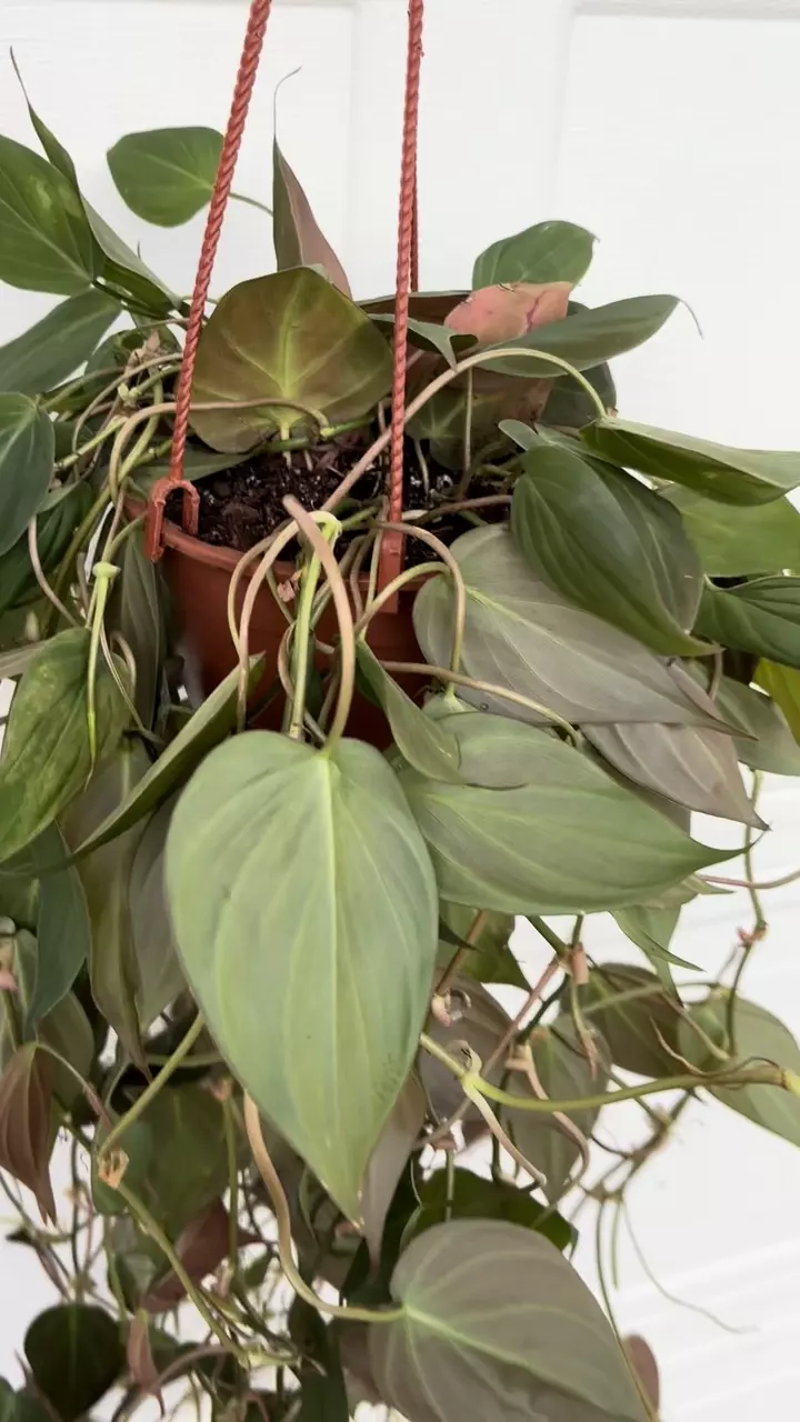 plant/Philodendron Micans 6” HB-1