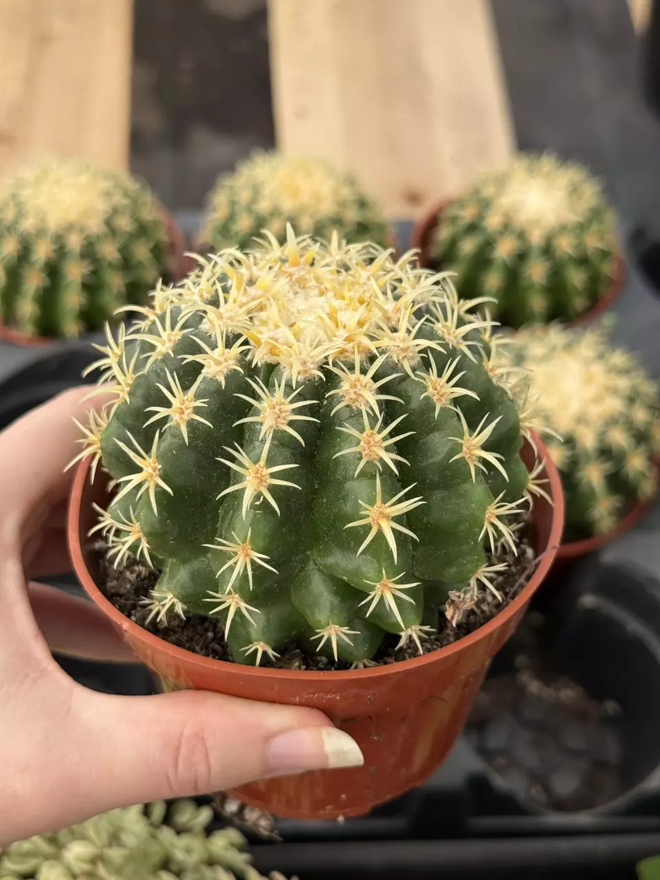 plant/Echinocactus grusonii intermedius | Short-Spined Golden Barrel | 4” Pot-1