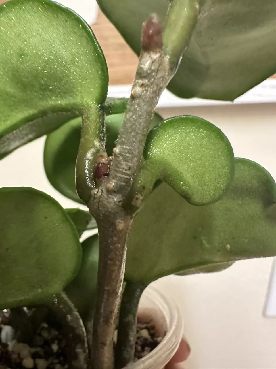 plant/Hoya Chelsea-1