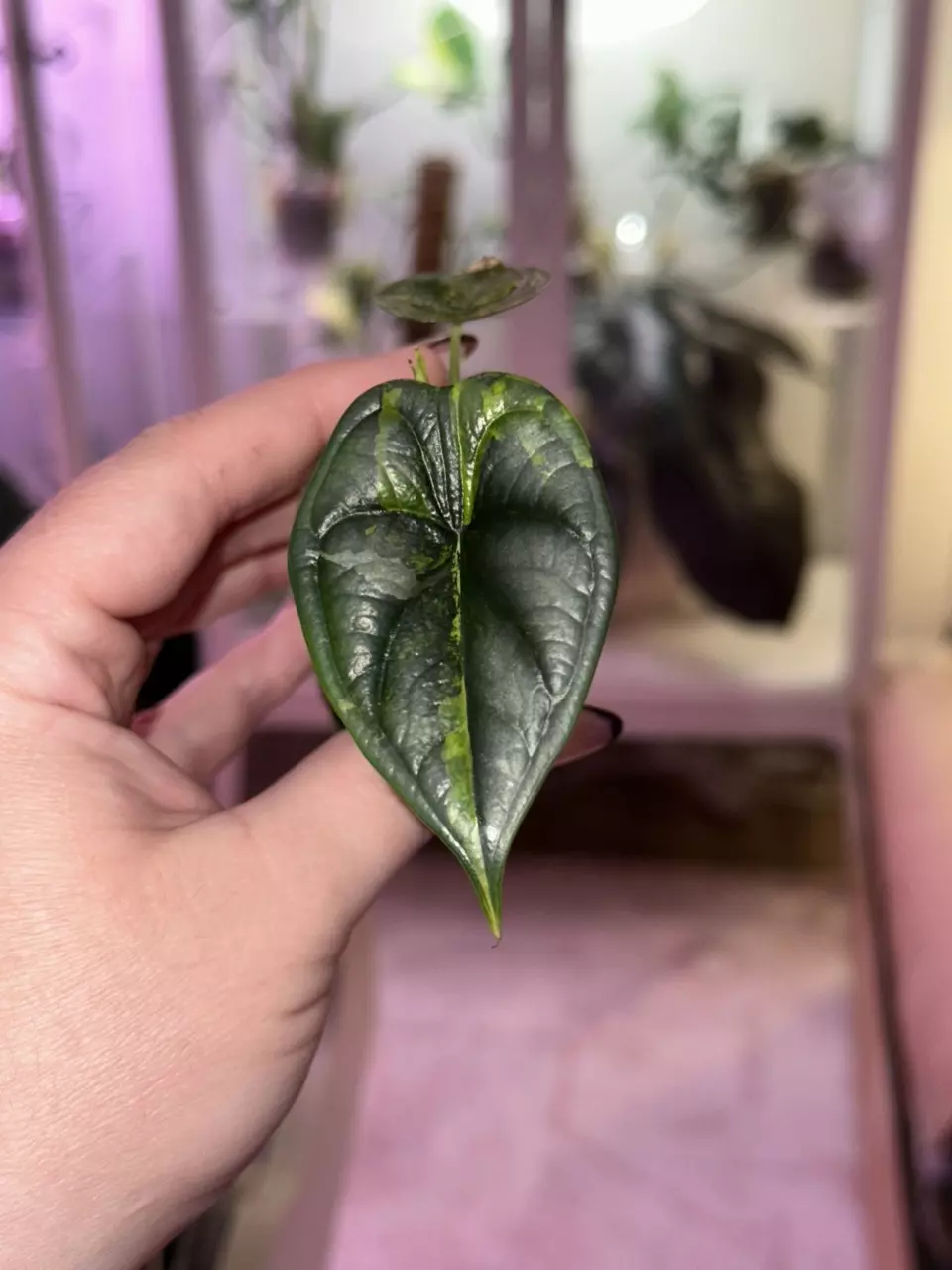 plant/Alocasia Dragon Scale Aurea pup - corm grown-1