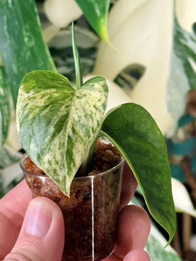 plant/Epipremnum aureum ‘Cast’ — Teruno Cast Pothos-2-thumbnail