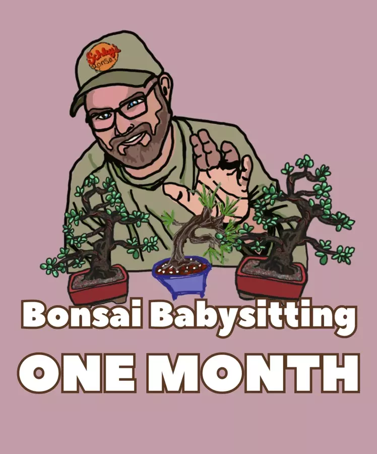 plant/Bonsai Babysitting - One Month (per tree)-0
