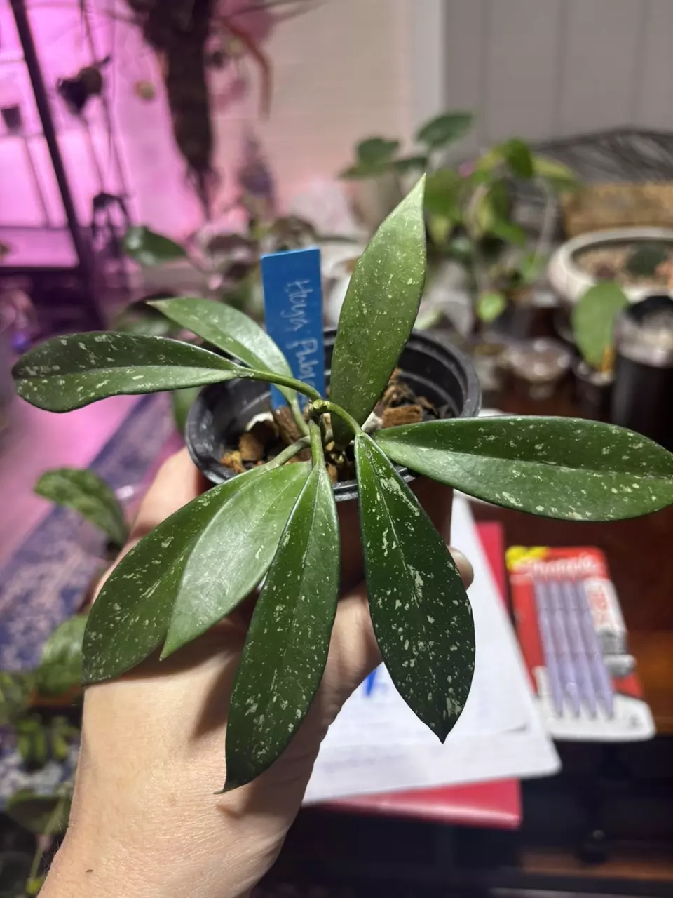 plant/#230 Hoya Pubicalyx 3” plant. Fully rooted-0