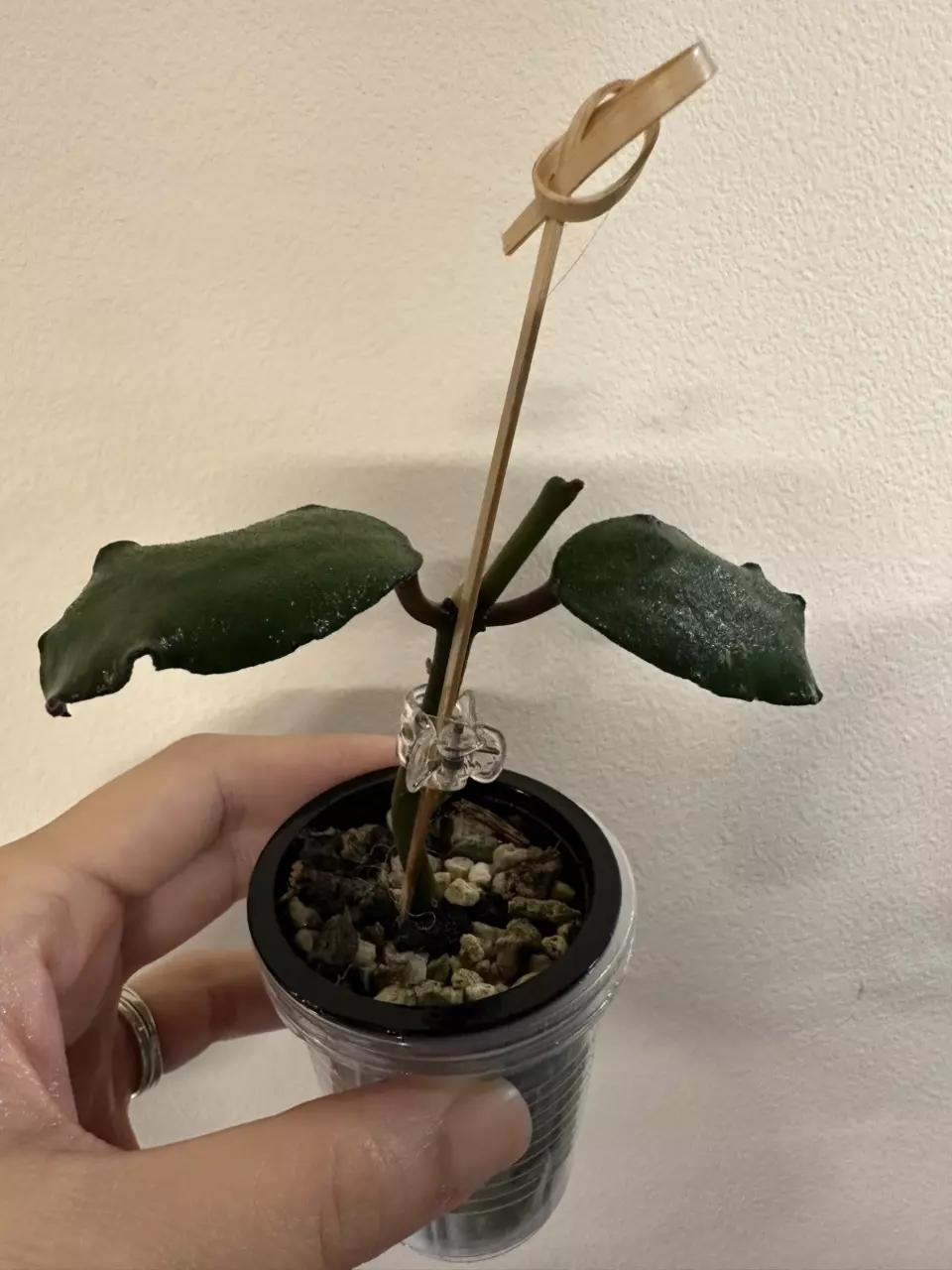 plant/Hoya waymaniae-1