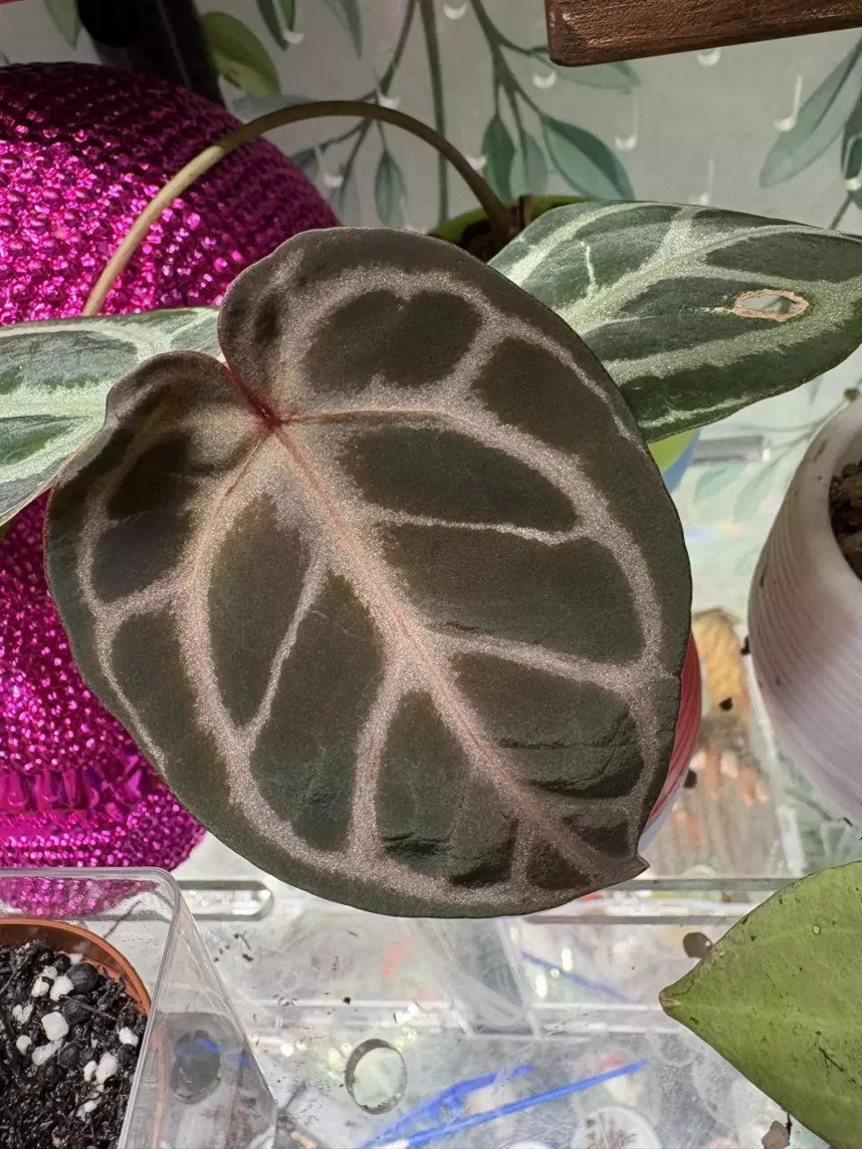 plant/Anthurium Wonder Boy-0