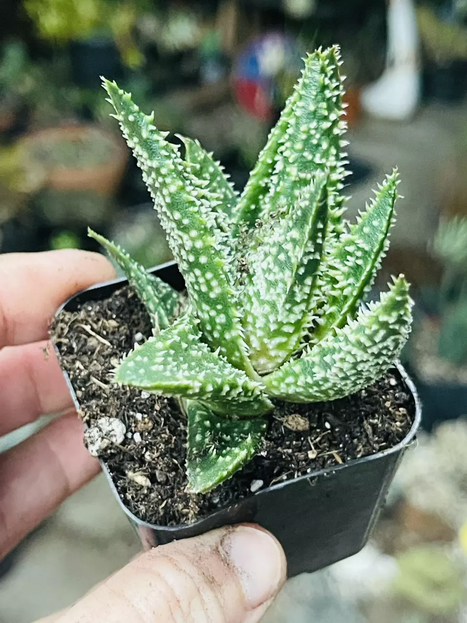 plant/Aloe Tarantula, 2”-0