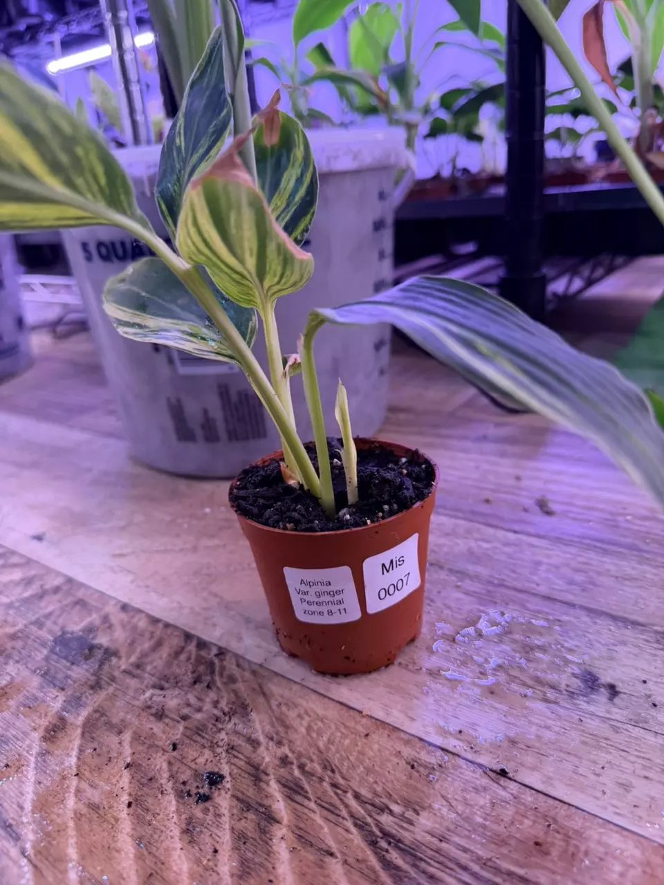 plant/Alpinia variegated ginger 0007-0