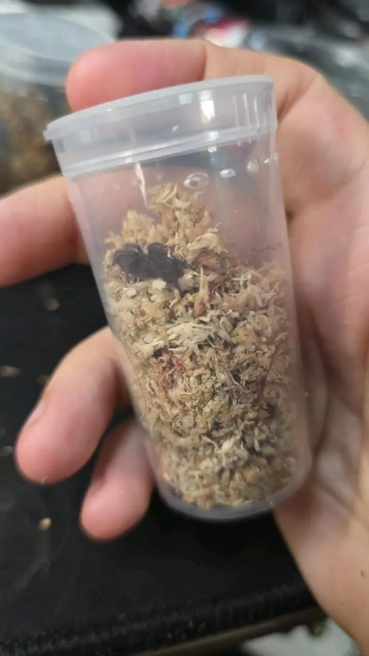 plant/Indian Violet (Chilobrachys fimbriatus) 1/2"-0