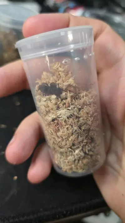 plant/Indian Violet (Chilobrachys fimbriatus) 1/2"-0-thumbnail