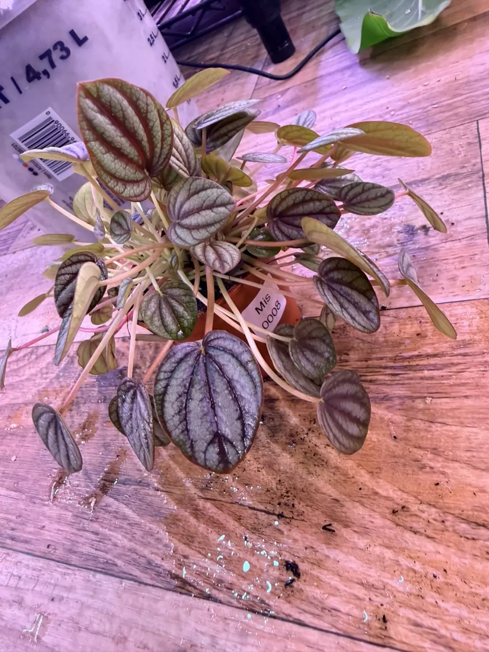 plant/Peperomia Piccolo Banda 0008-0