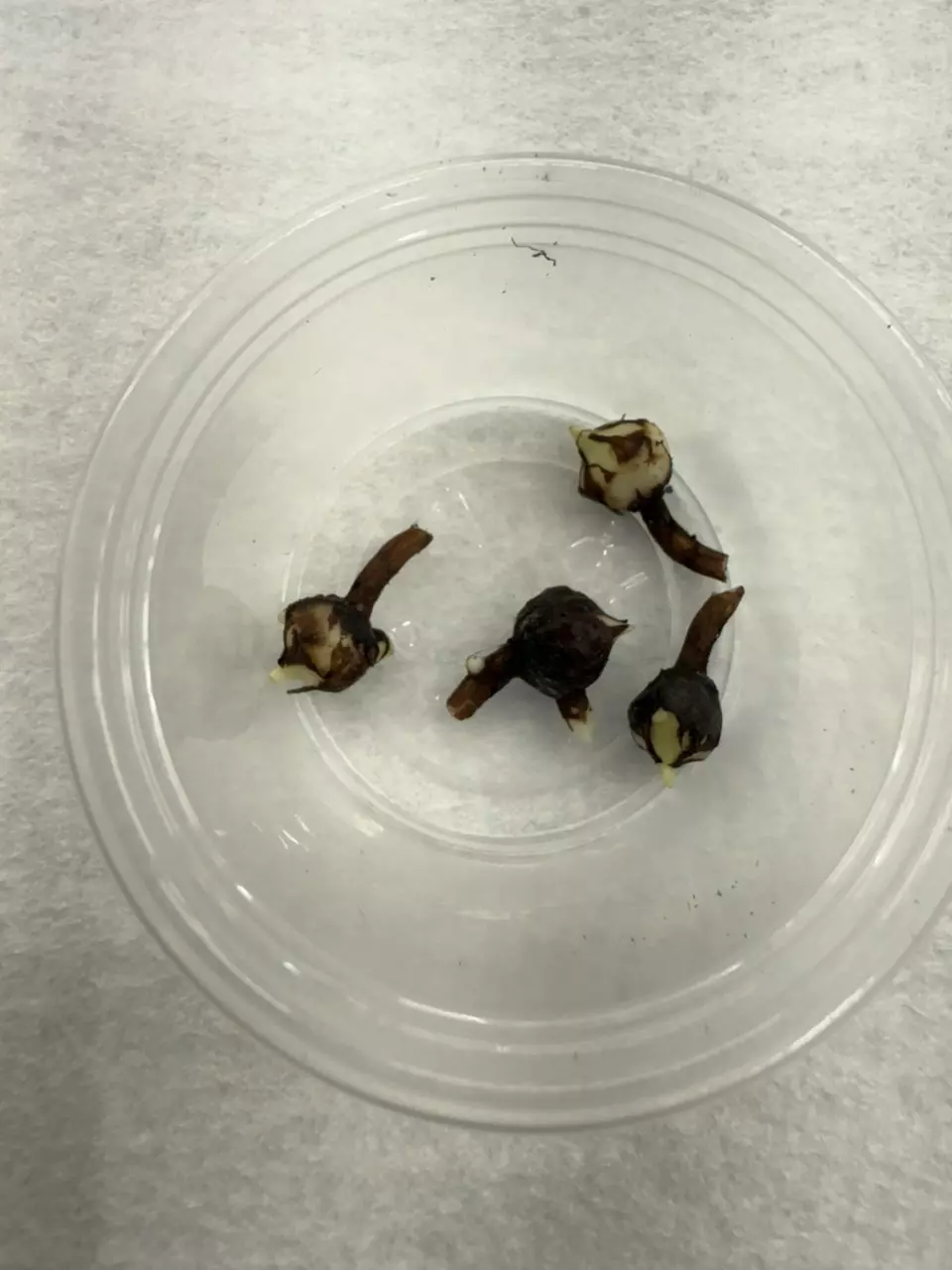 plant/Macrohizza Albo Corm-2