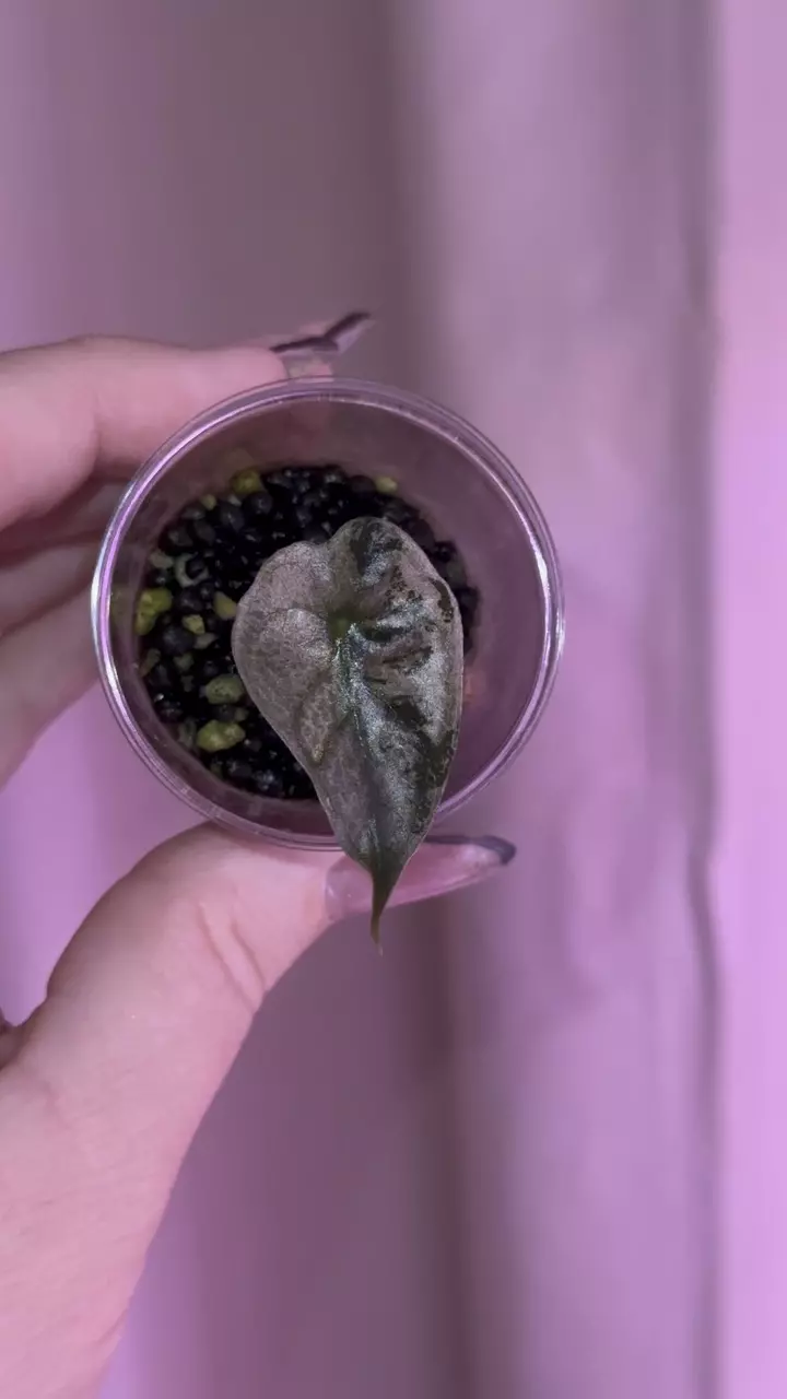 plant/Alocasia Pink Thai Amazonica pup - corm grown!-0