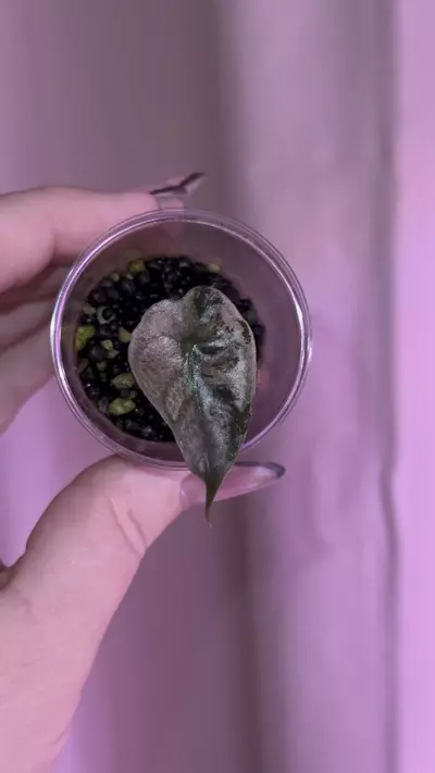 plant/Alocasia Pink Thai Amazonica pup - corm grown!-0-thumbnail