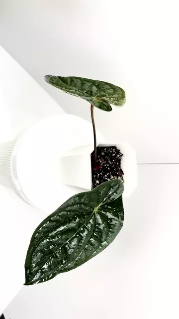 plant/Anthurium “Night Queen” GY Papillilaminum x Luxurians XL Flowering-0