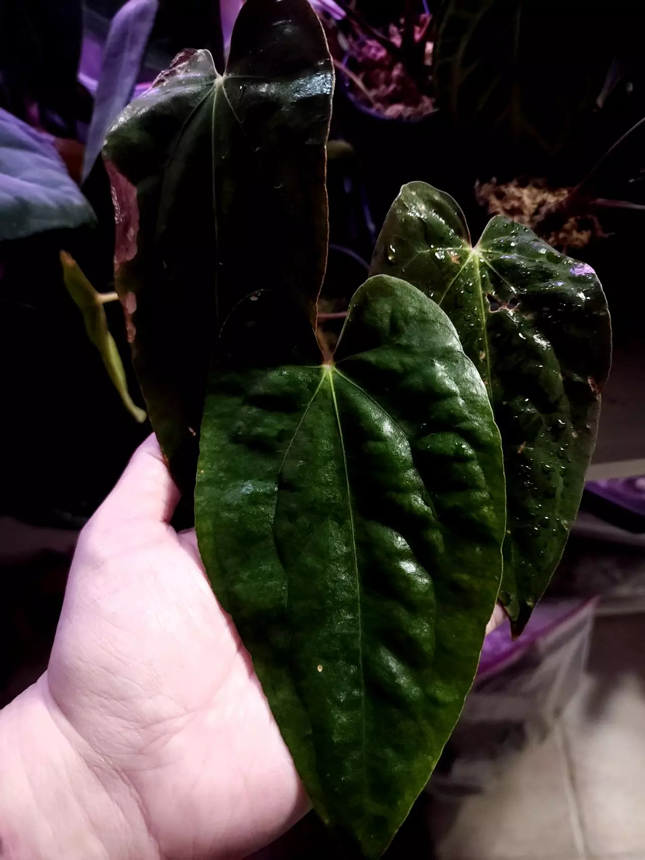 plant/Midnight Stranger x Pap from Hai-0