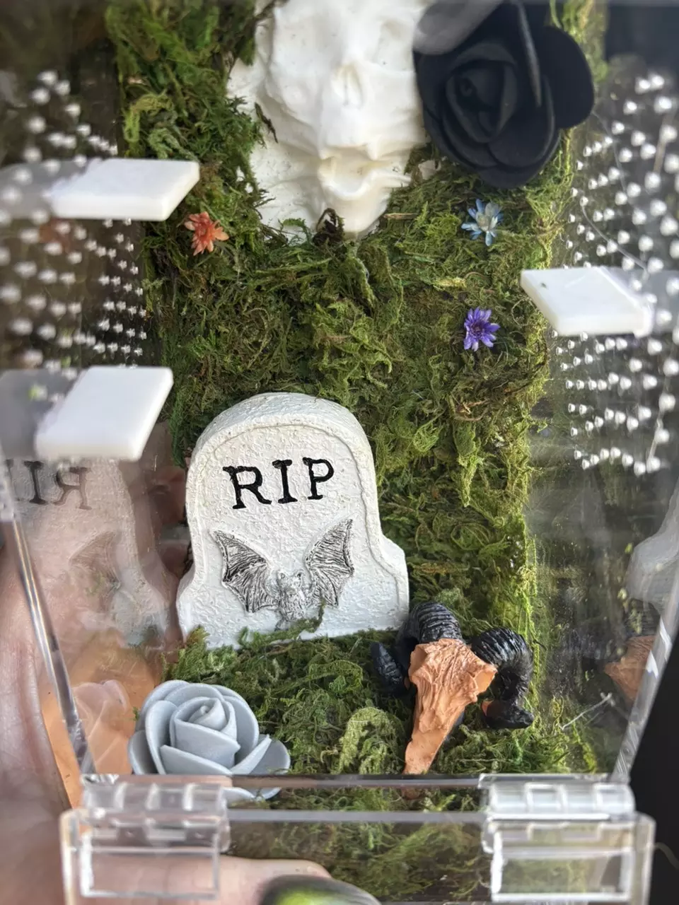 plant/Spooky cute jumping spider enclosure-2