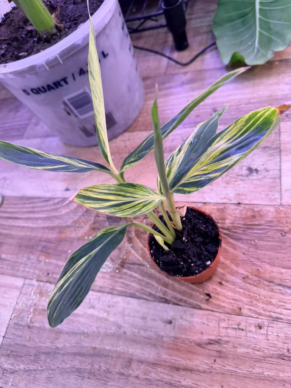 plant/Alpinia variegated ginger 0007-2