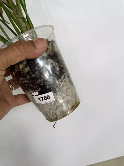 plant/1700 Syngonium pink Rollie-1-thumbnail