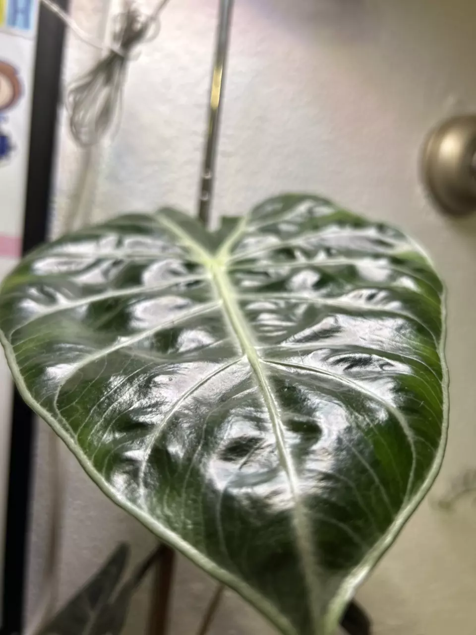 plant/CORMS Pink Dragon Alocasia-0