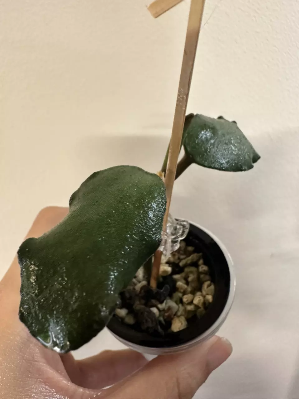 plant/Hoya waymaniae-0