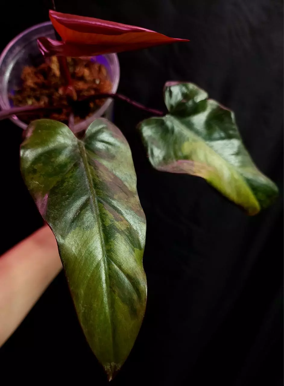 plant/Philodendron Variegated Dark Lord-1