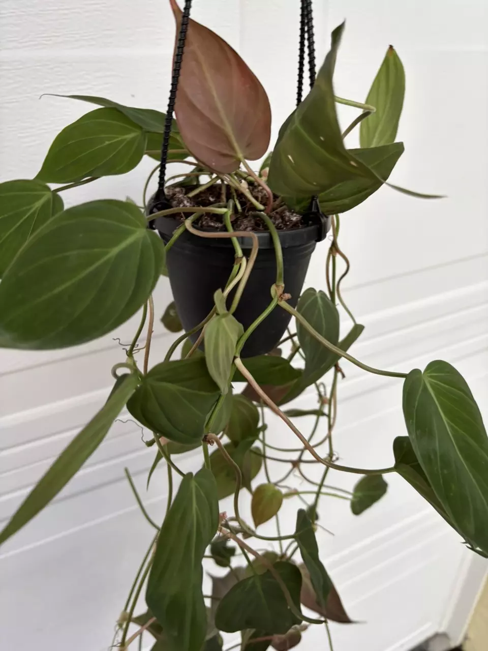 plant/Philodendron Micans 4” HB-1