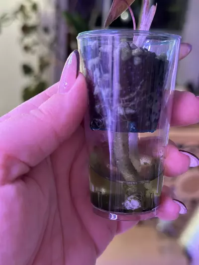 plant/Alocasia Psuedo Aurea 💛corm grown-4-thumbnail