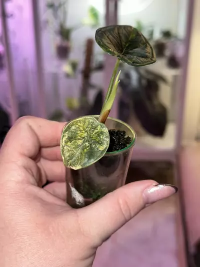 plant/Alocasia Dragon Scale Aurea pup - corm grown-2-thumbnail