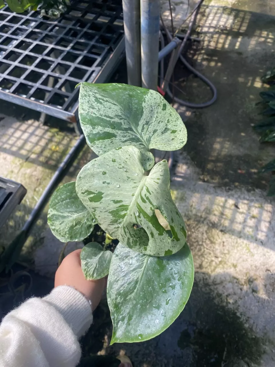 plant/Seller’s choice. - Monstera Vietciosa 3.5” pot-1