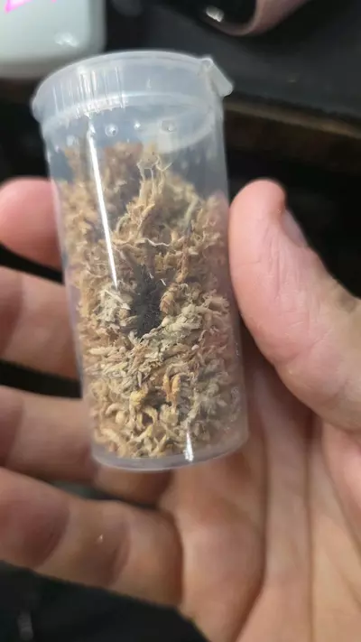 plant/Borneo Black (Phormingochiles arboricola) 3/4"-0-thumbnail