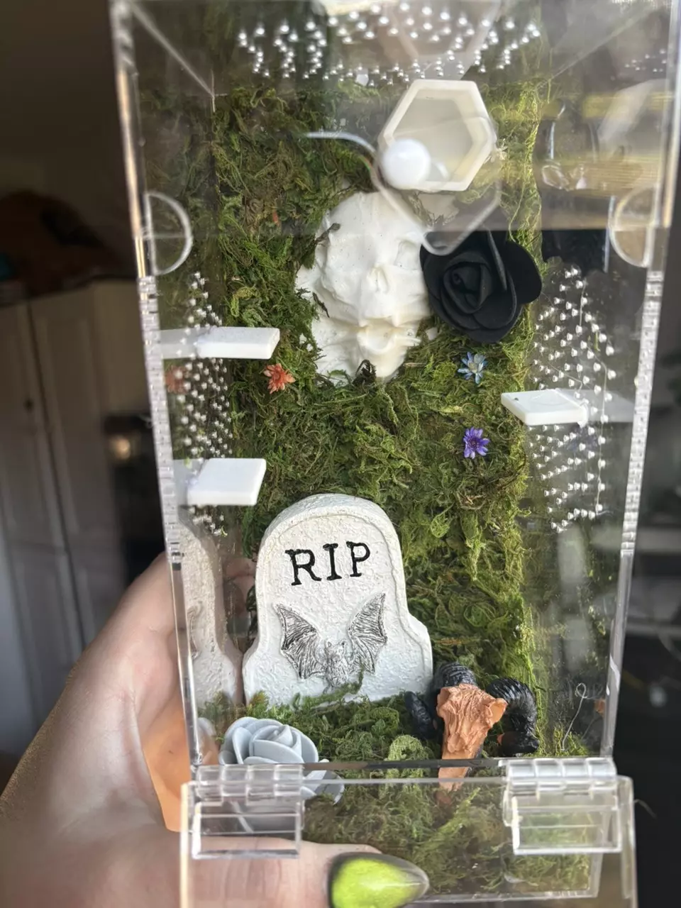 plant/Spooky cute jumping spider enclosure-0