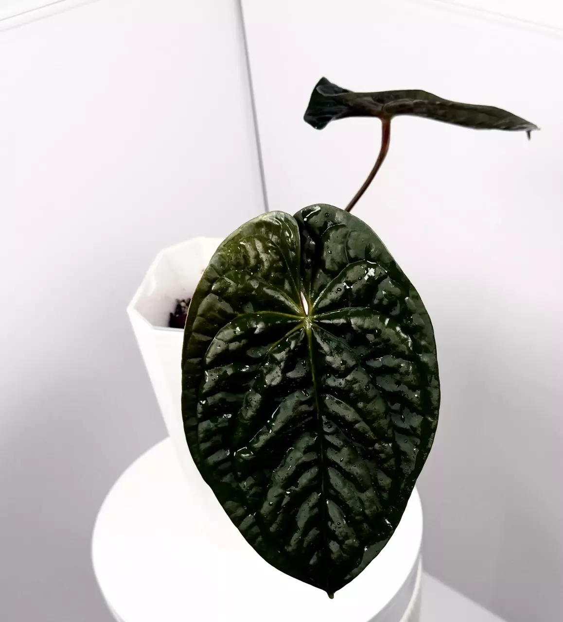 plant/Anthurium “Night Queen” GY Papillilaminum x Luxurians XL Flowering-1