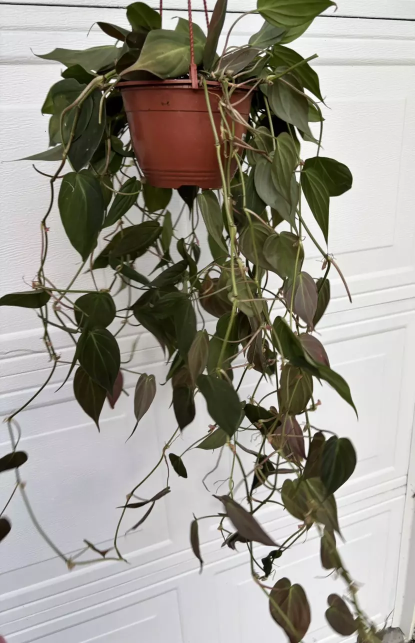 plant/Philodendron Micans 6” HB-2