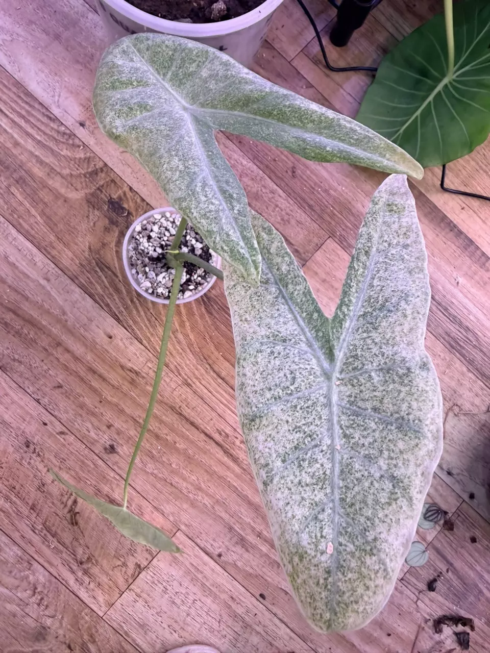 plant/Alocasia Mint Longiloba corm-1