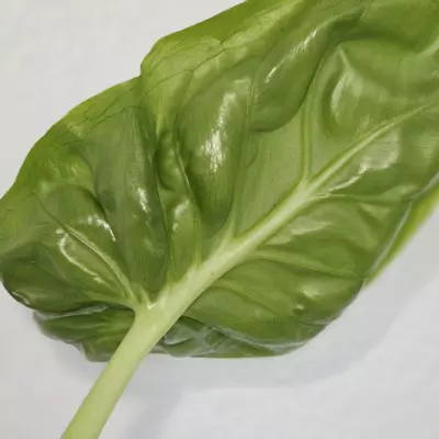 plant/1 small corm - Hypoleuca Mahabhetra Alocasia-2-thumbnail