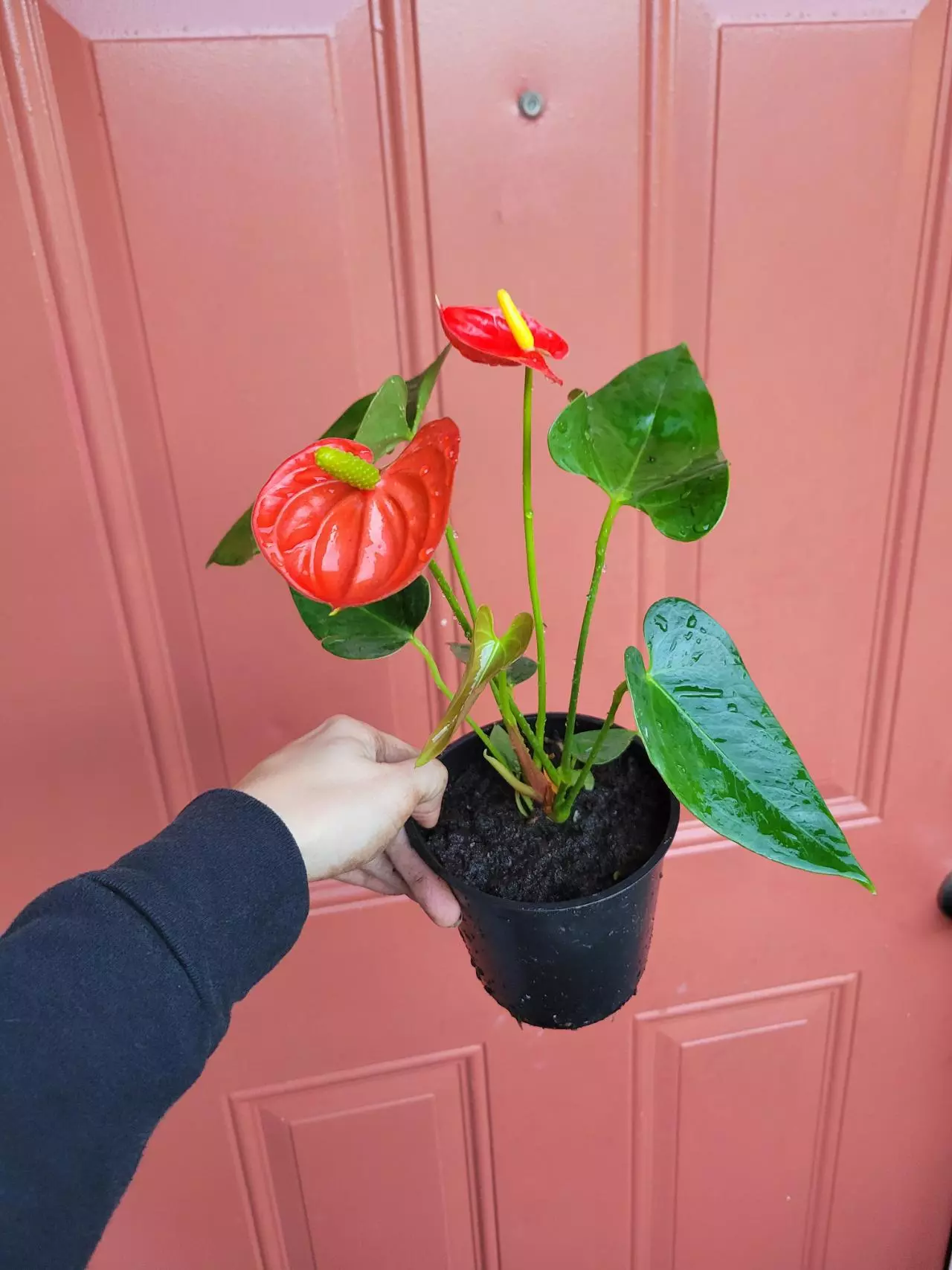 plant/Anthurium Orange Flamingo 4" pot-1