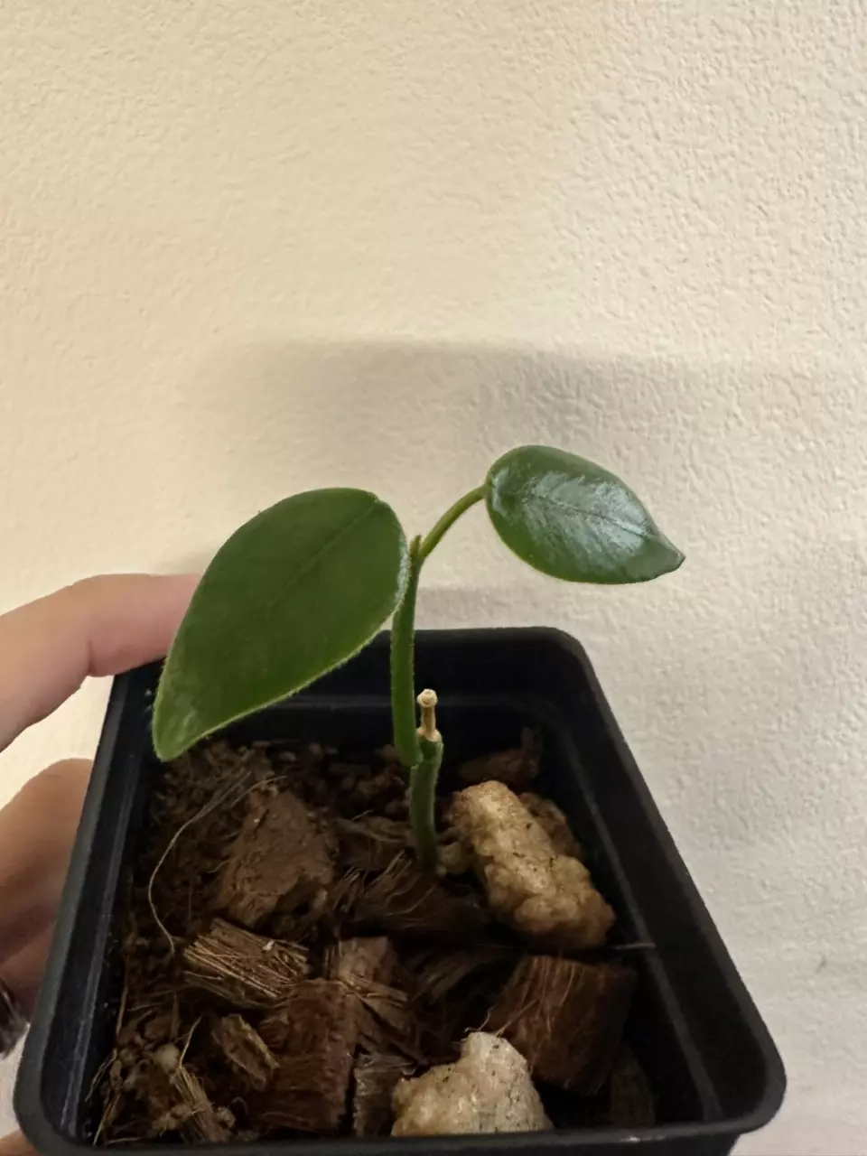 plant/Hoya coronaria red-0