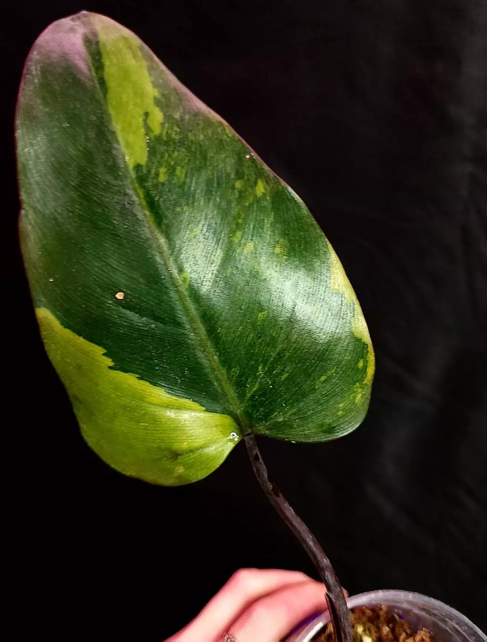 plant/Philodendron Variegated Dark Lord - Mid Cut-1