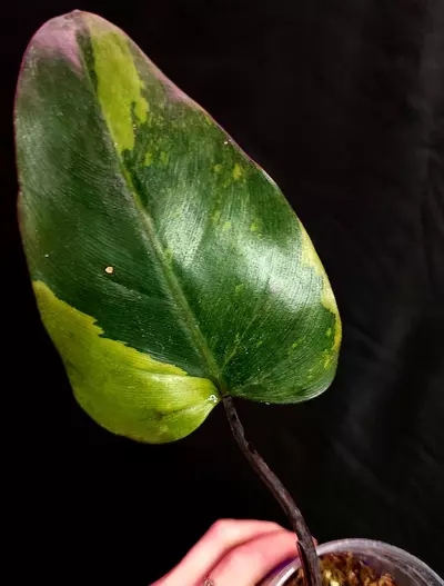 plant/Philodendron Variegated Dark Lord - Mid Cut-1-thumbnail