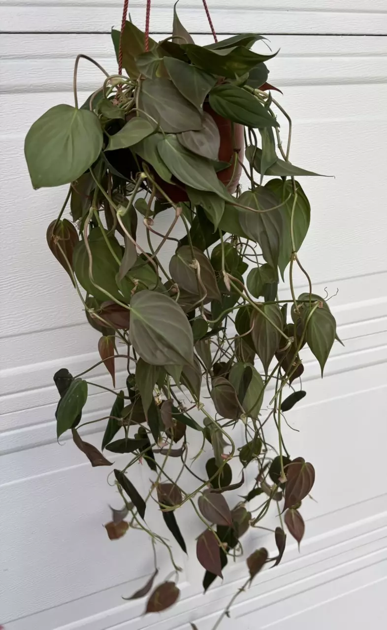 plant/Philodendron Micans 6” HB-0