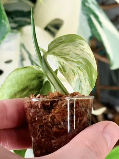 plant/Epipremnum aureum ‘Cast’ — Teruno Cast Pothos-3-thumbnail