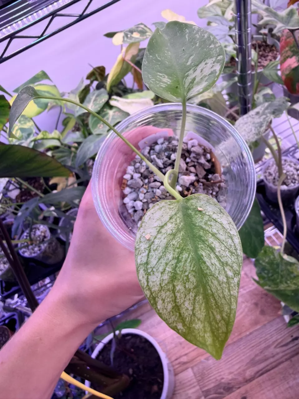 plant/Monstera white monster 0016-0