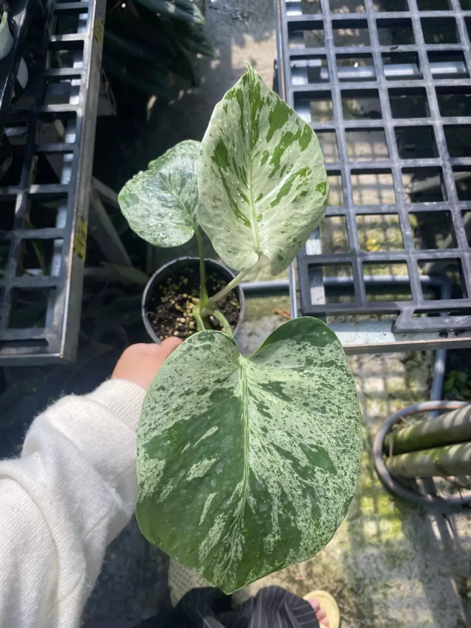 plant/Seller’s choice. - Monstera Vietciosa 3.5” pot-3