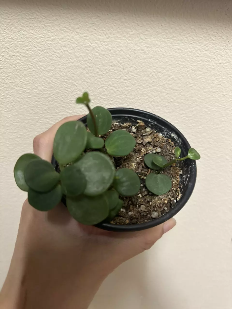 plant/Peperomia hope-0