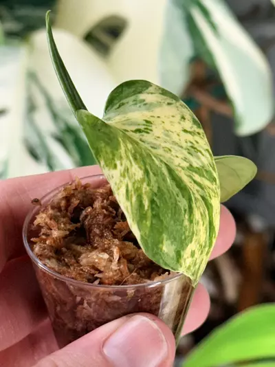 plant/Epipremnum aureum ‘Cast’ — Teruno Cast Pothos-1-thumbnail