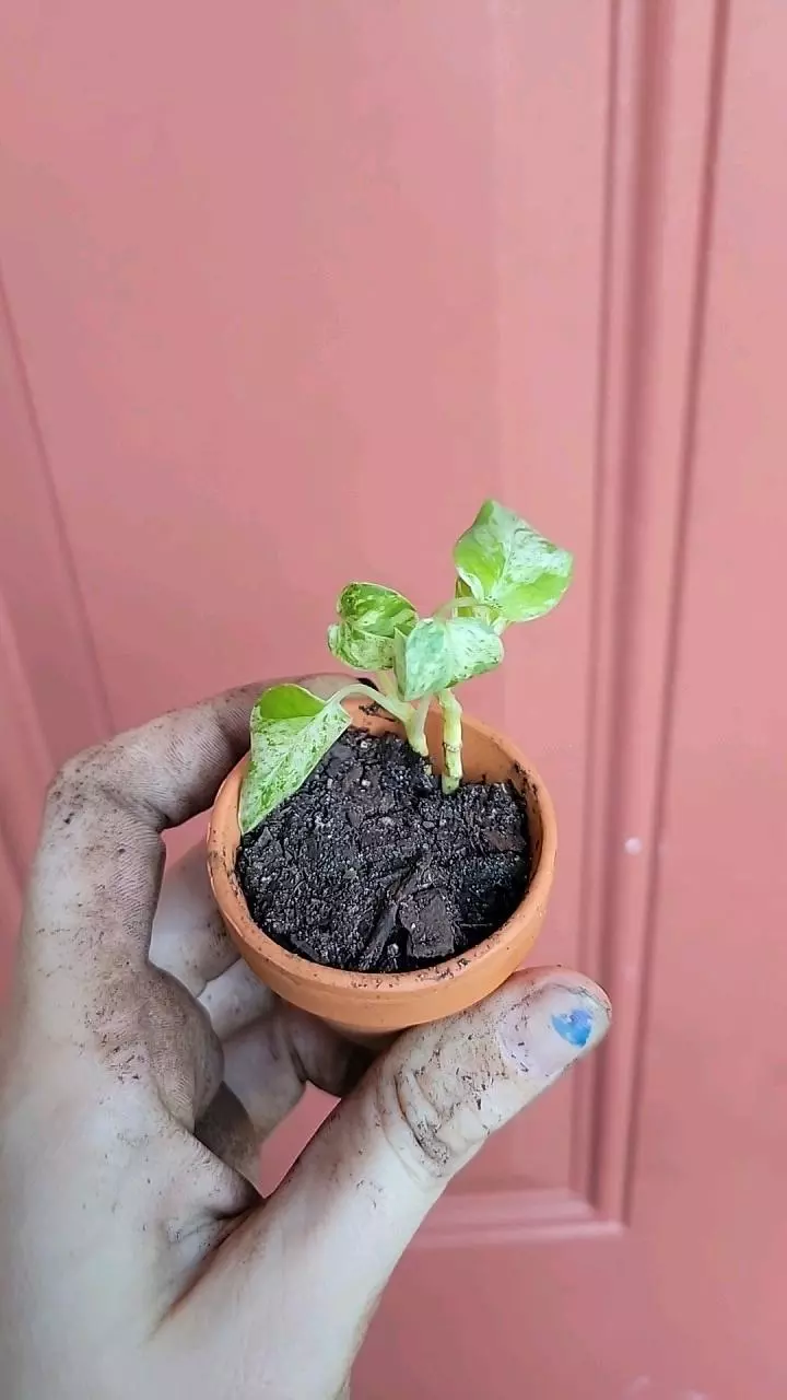 plant/Epipremnum marble starter 1" pot-0