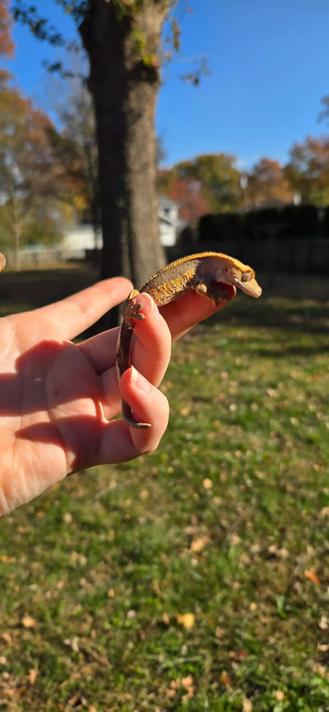 plant/Pv Harley Quinn partial pen dal spots-1