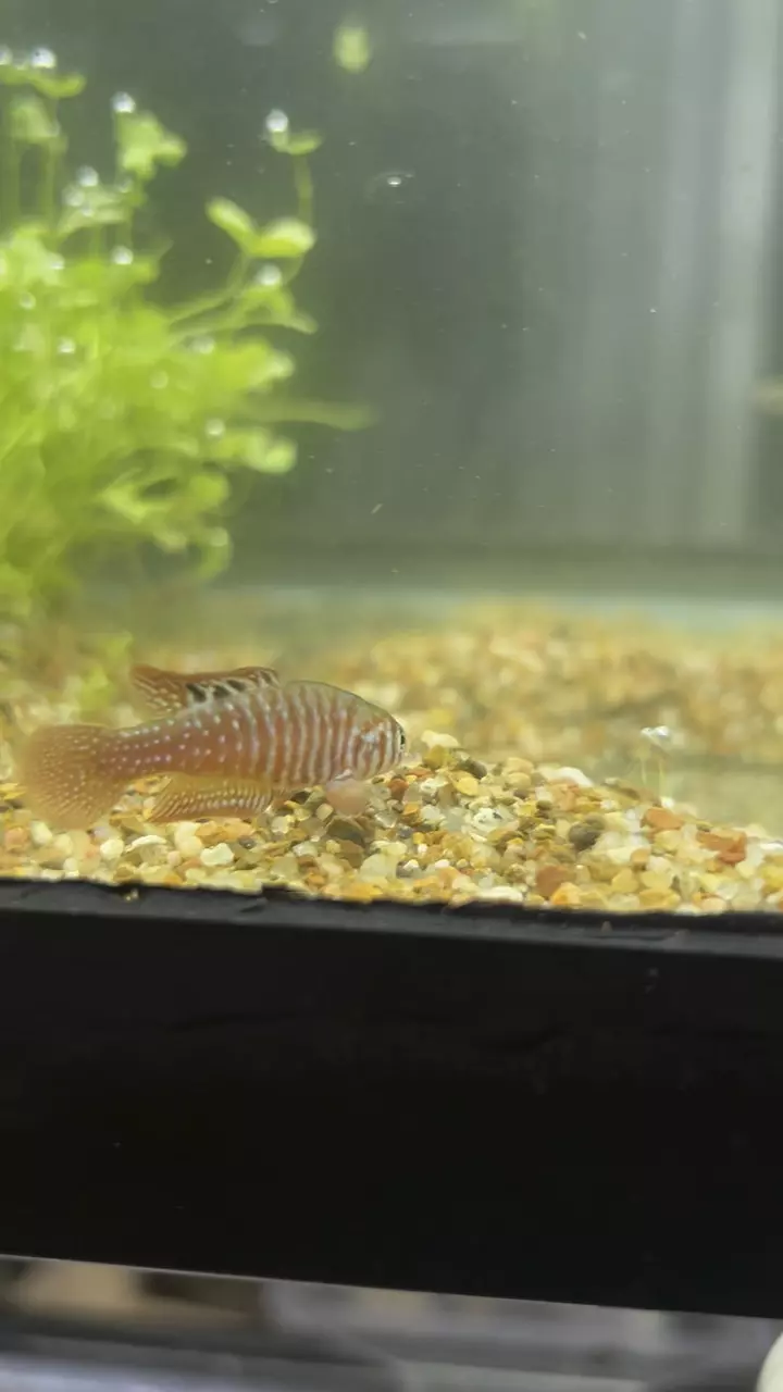 plant/Simpsonichthys boitonei, the Brasília lyrefin killifish Pair-0