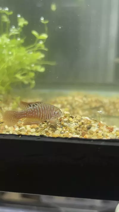 plant/Simpsonichthys boitonei, the Brasília lyrefin killifish Pair-0-thumbnail