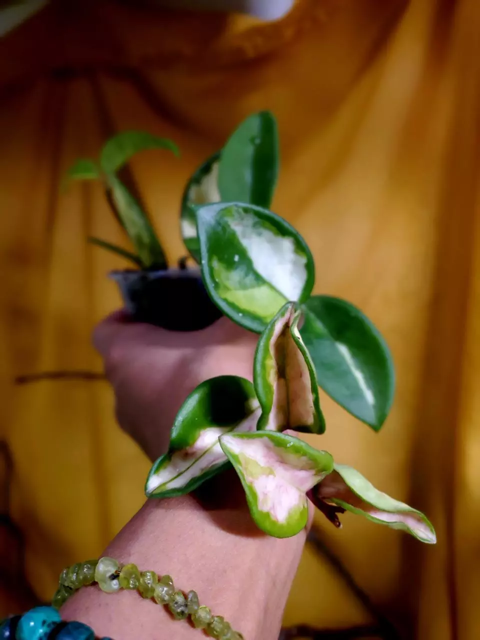 plant/Hoya 'Krimson Princess' 💗🪴👑 #4-0